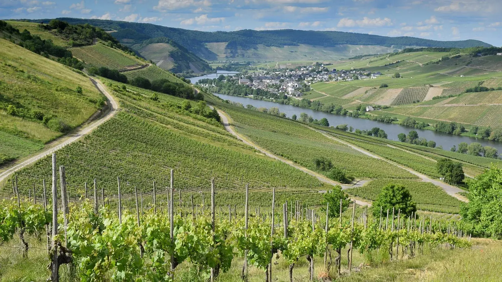 Weinberge über der Mosel